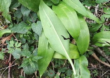 Bärlauch (Allium ursinum) - © Bernard Wieser